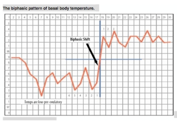 How Does Progesterone Affect A Basal Body Temperature (BBT)?
